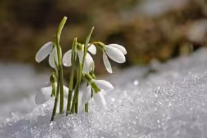 Schneeglöckchen blühen im Schnee, symbolisieren Frühling und Erneuerung in der Natur.